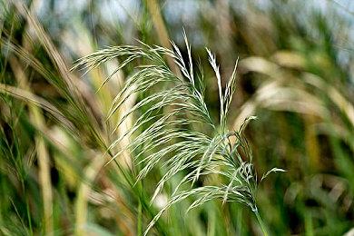 测试四年之后 Chromebook测试版Steam明年停止服务